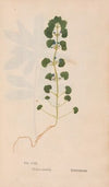 Ectypa vegetabilium Pl.062 (1760-1764)