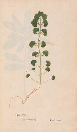 Ectypa vegetabilium Pl.062 (1760-1764)