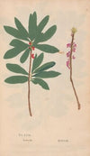 Ectypa vegetabilium Pl.063 (1760-1764)