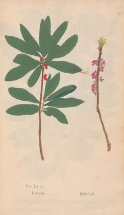 Ectypa vegetabilium Pl.063 (1760-1764)