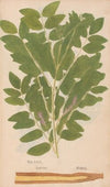 Ectypa vegetabilium Pl.064 (1760-1764)