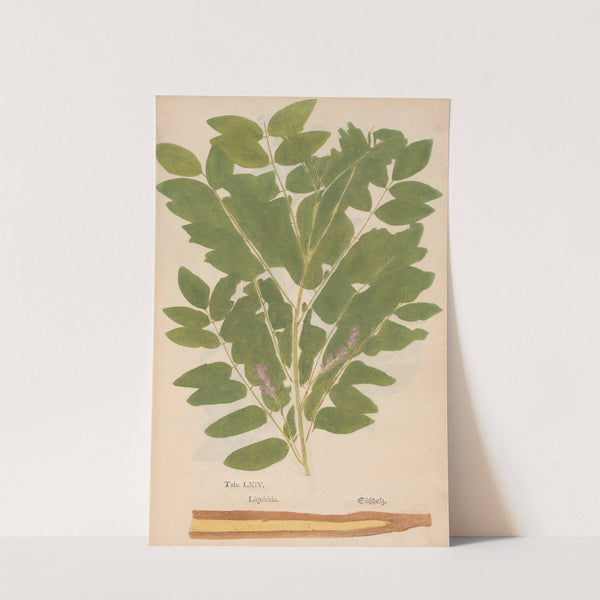 Ectypa vegetabilium Pl.064 (1760-1764) by Christian Gottlieb Ludwig