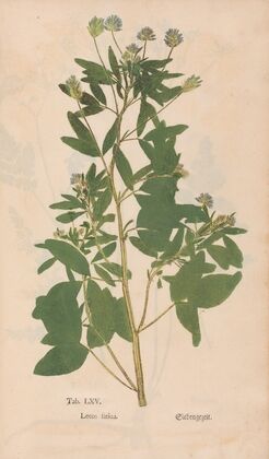 Ectypa vegetabilium Pl.065 (1760-1764)