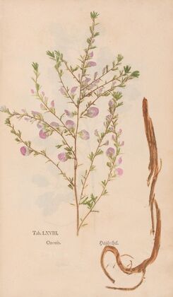 Ectypa vegetabilium Pl.068 (1760-1764)