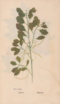 Ectypa vegetabilium Pl.069 (1760-1764)