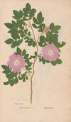 Ectypa vegetabilium Pl.070 (1760-1764)