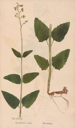 Ectypa vegetabilium Pl.072 (1760-1764)
