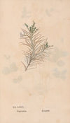 Ectypa vegetabilium Pl.074 (1760-1764)