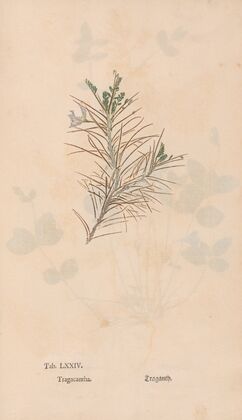 Ectypa vegetabilium Pl.074 (1760-1764)