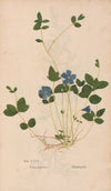 Ectypa vegetabilium Pl.075 (1760-1764)