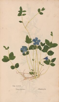 Ectypa vegetabilium Pl.075 (1760-1764)