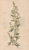 Ectypa vegetabilium Pl.076 (1760-1764)