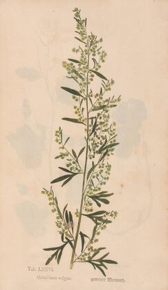 Ectypa vegetabilium Pl.076 (1760-1764)