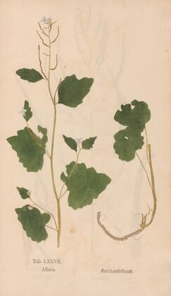 Ectypa vegetabilium Pl.077 (1760-1764)