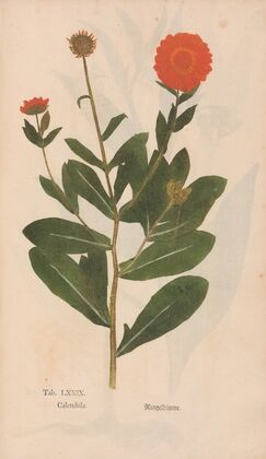 Ectypa vegetabilium Pl.079 (1760-1764)