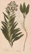 Ectypa vegetabilium Pl.081 (1760-1764)