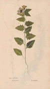Ectypa vegetabilium Pl.085 (1760-1764)