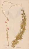 Ectypa vegetabilium Pl.086 (1760-1764)