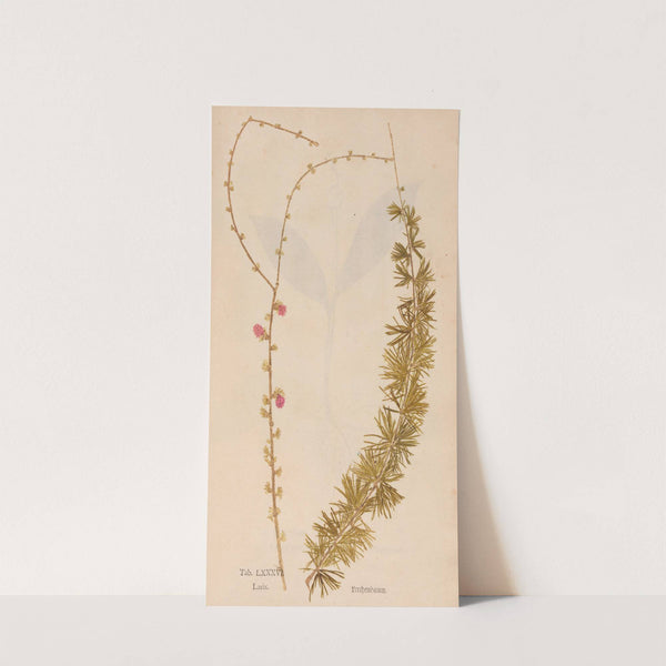 Ectypa vegetabilium Pl.086 (1760-1764) by Christian Gottlieb Ludwig