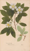 Ectypa vegetabilium Pl.088 (1760-1764)