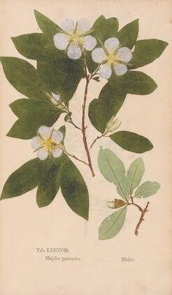 Ectypa vegetabilium Pl.088 (1760-1764)