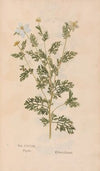 Ectypa vegetabilium Pl.089 (1760-1764)