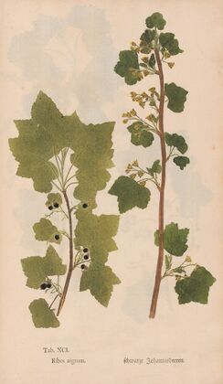 Ectypa vegetabilium Pl.091 (1760-1764)