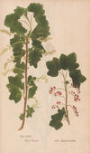 Ectypa vegetabilium Pl.092 (1760-1764)