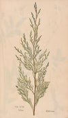 Ectypa vegetabilium Pl.093 (1760-1764)