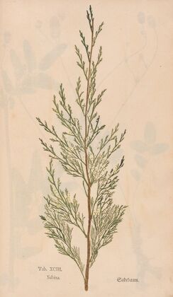 Ectypa vegetabilium Pl.093 (1760-1764)
