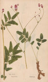 Ectypa vegetabilium Pl.094 (1760-1764)