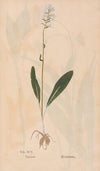 Ectypa vegetabilium Pl.095 (1760-1764)