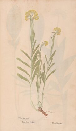 Ectypa vegetabilium Pl.097 (1760-1764)