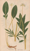 Ectypa vegetabilium Pl.098 (1760-1764)