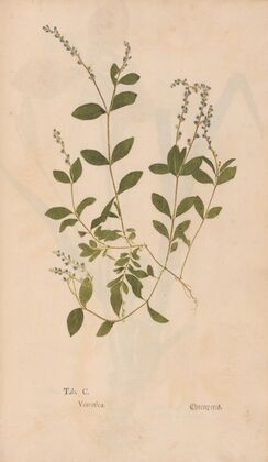 Ectypa vegetabilium Pl.100 (1760-1764)