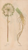 Ectypa vegetabilium Pl.102 (1760-1764)