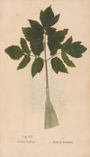 Ectypa vegetabilium Pl.103 (1760-1764)