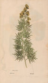 Ectypa vegetabilium Pl.104 (1760-1764)