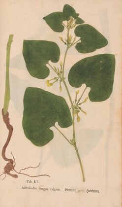 Ectypa vegetabilium Pl.105 (1760-1764)