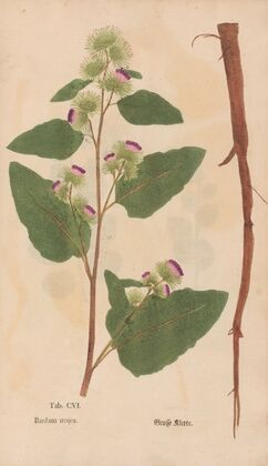 Ectypa vegetabilium Pl.106 (1760-1764)