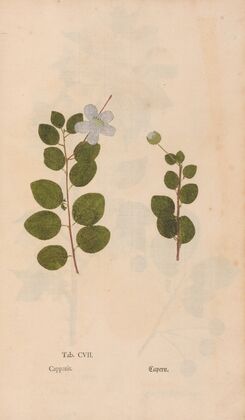 Ectypa vegetabilium Pl.107 (1760-1764)