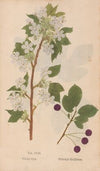 Ectypa vegetabilium Pl.108 (1760-1764)