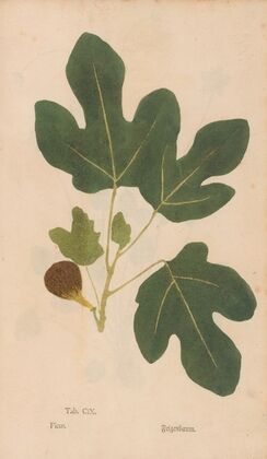 Ectypa vegetabilium Pl.109 (1760-1764)