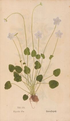 Ectypa vegetabilium Pl.110 (1760-1764)
