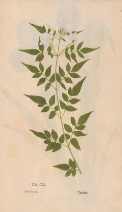 Ectypa vegetabilium Pl.111 (1760-1764)