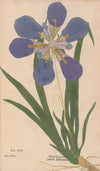 Ectypa vegetabilium Pl.112 (1760-1764)