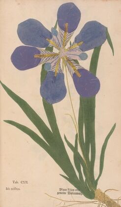 Ectypa vegetabilium Pl.112 (1760-1764)