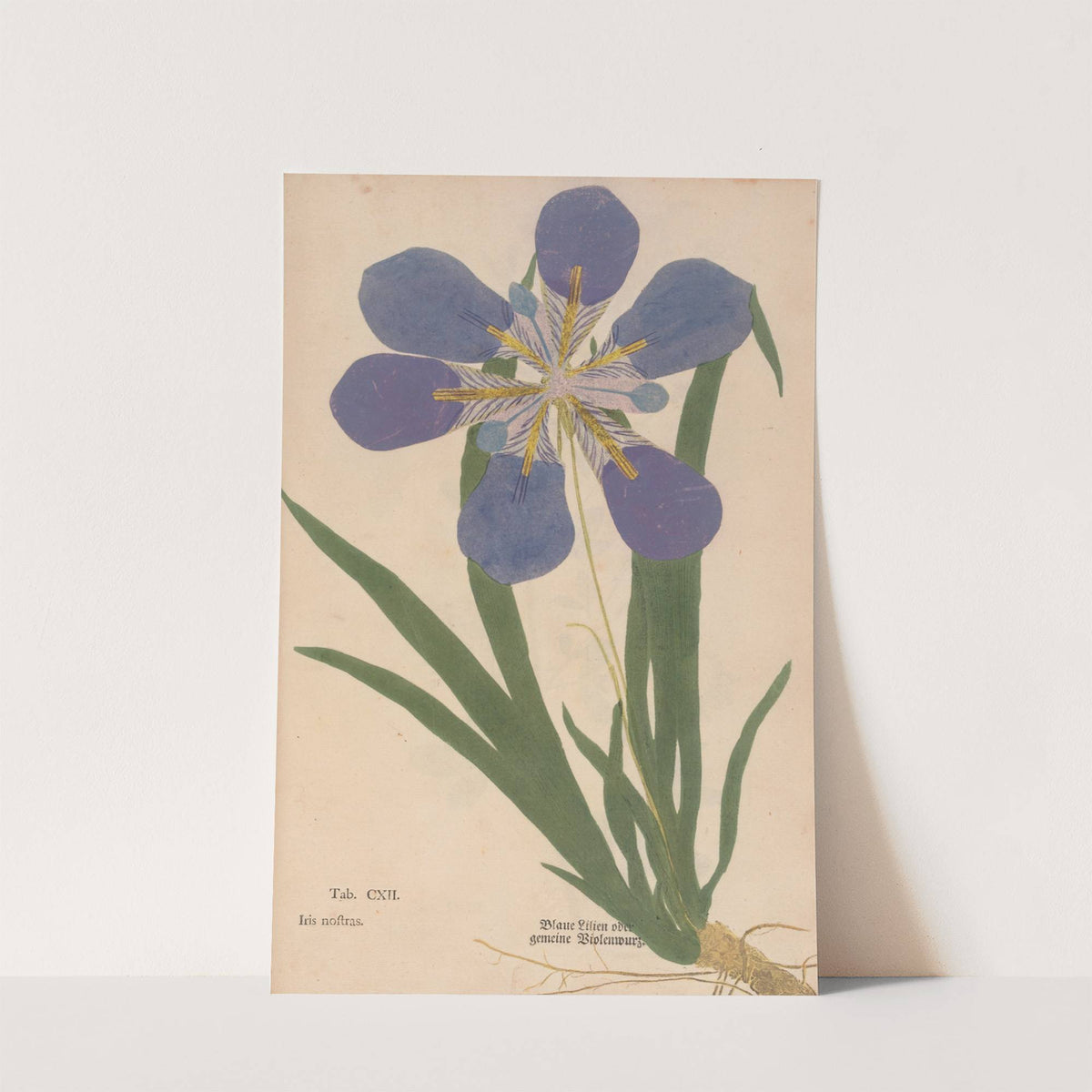Ectypa vegetabilium Pl.112 (1760-1764) by Christian Gottlieb Ludwig