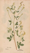 Ectypa vegetabilium Pl.113 (1760-1764)
