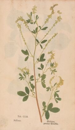 Ectypa vegetabilium Pl.113 (1760-1764)